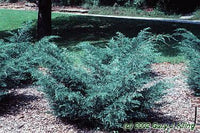 Eastern Red Cedar Grey Owl (Juniperus virginiana)