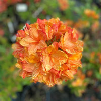 Azalea Mollis Gog