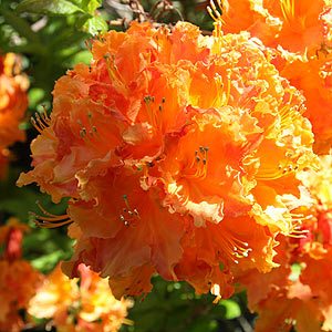 Azalea Mollis Gog - Ladybird Nursery