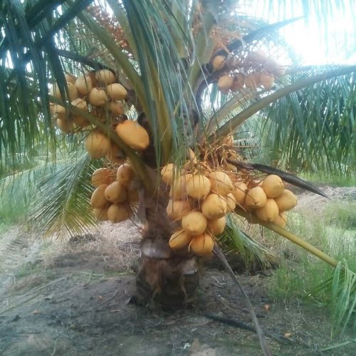 Malay Dwarf Gold Coconut Tree - Ladybird Nursery