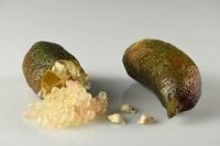 Finger Lime Gold Pearl (QLD ONLY) - Ladybird Nursery