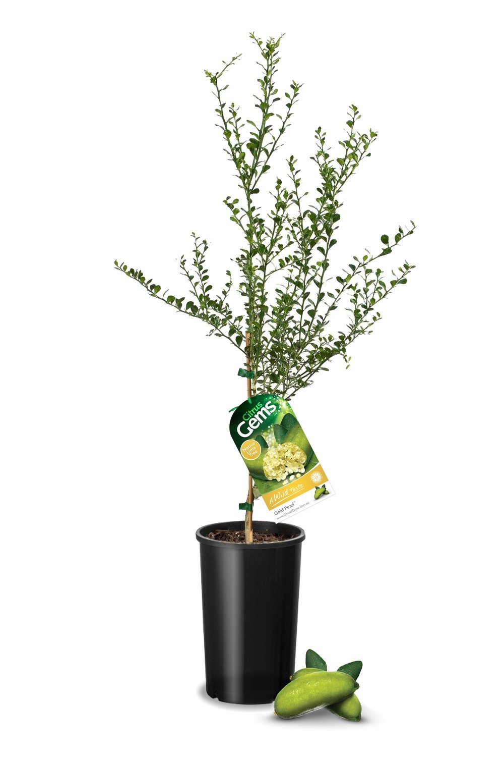 Finger Lime Gold Pearl (QLD ONLY) - Ladybird Nursery