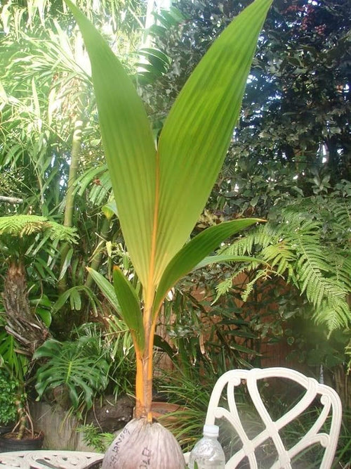 Malay Dwarf Gold Coconut Tree - Ladybird Nursery
