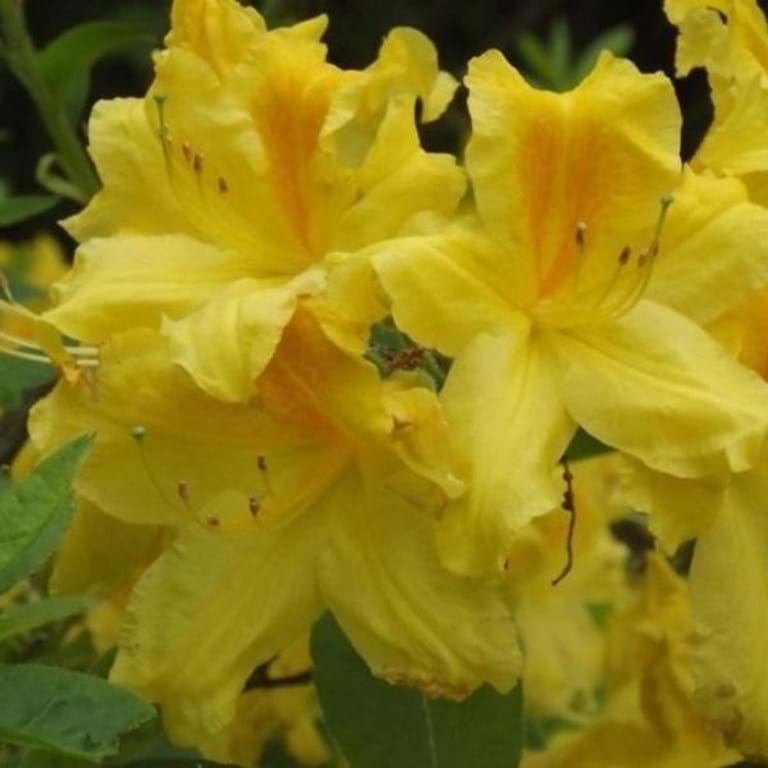Azalea Mollis Gold Dust