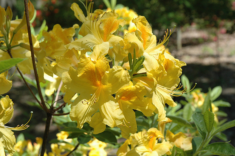 Azalea Mollis Gold Dust