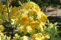 Azalea Mollis Gold Dust