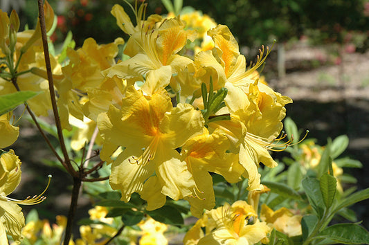 Azalea Mollis Gold Dust