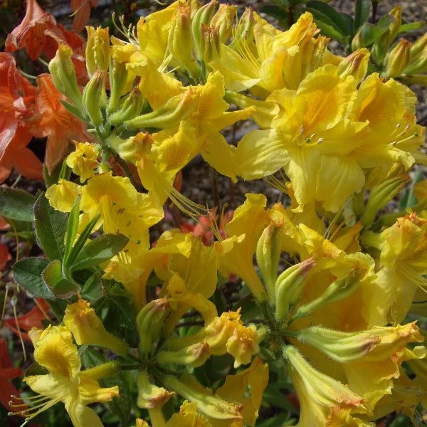 Azalea Mollis Gold Dust