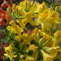Azalea Mollis Gold Dust