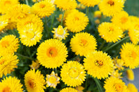 Paper Daisy 'Granvia Gold' (Bracteantha) - Ladybird Nursery