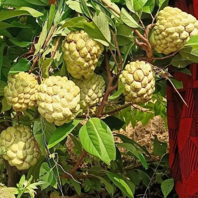 Custard Apple Late Gold - Ladybird Nursery