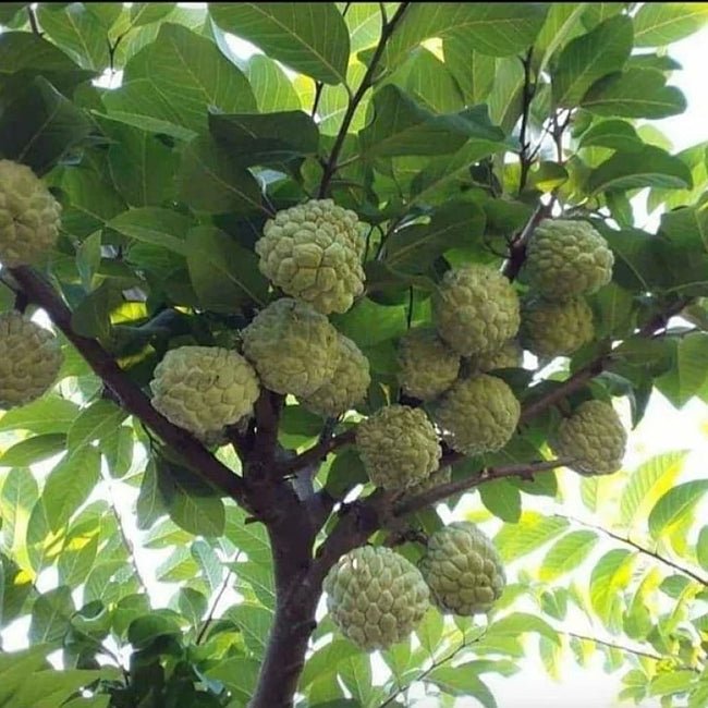 Custard Apple Late Gold - Ladybird Nursery