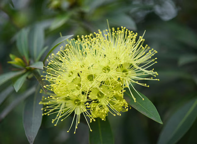 Expo Gold Penda (Xanthostemon chrysanthus)