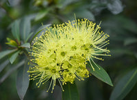 Expo Gold Penda (Xanthostemon chrysanthus)