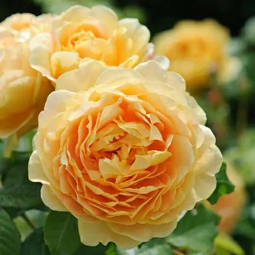 Rose 'Golden Celebration' (David Austin) - Large