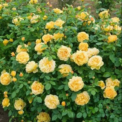 Rose 'Golden Celebration' (David Austin) - Large