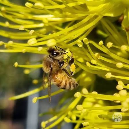 Dwarf Golden Penda 'Little Goldie' (Xanthostemon chrysanthus) - Ladybird Nursery
