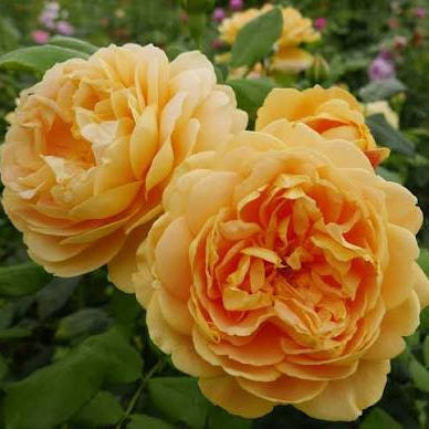 Rose 'Golden Celebration' (David Austin) - Large
