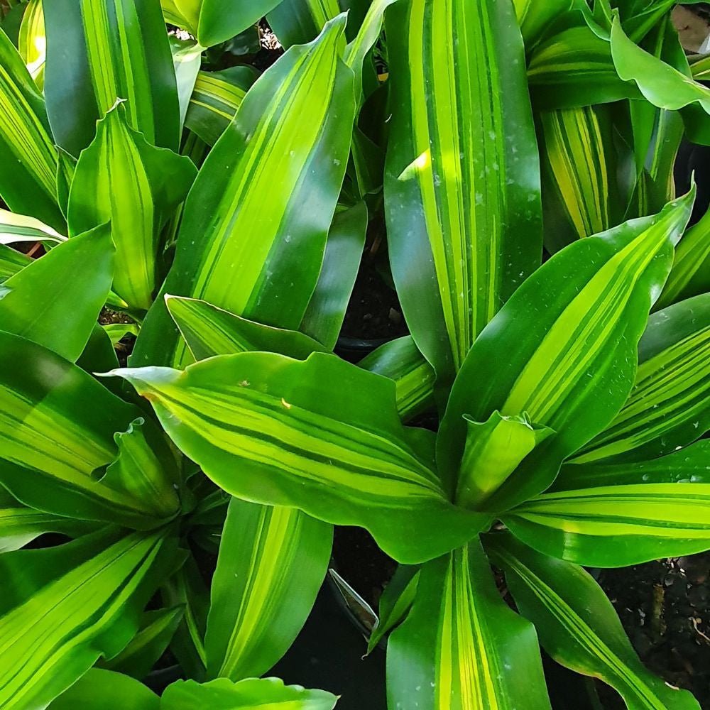 Dracaena 'Golden Heart' (Dracaena fragrans) - Ladybird Nursery