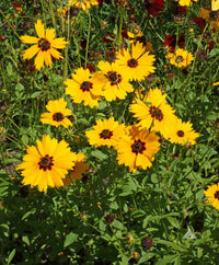Tickseed Nugget (Coreopsis Gold)