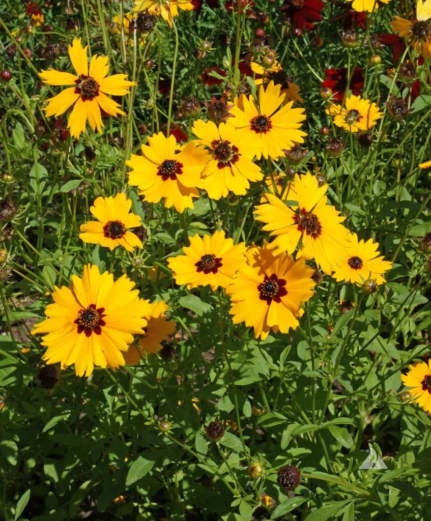 Tickseed Nugget (Coreopsis Gold) - Ladybird Nursery