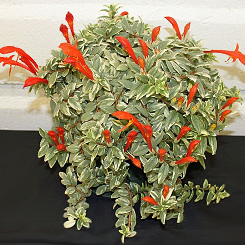 Goldfish Plant Variegated (Columnea hirta variegata) - Ladybird Nursery