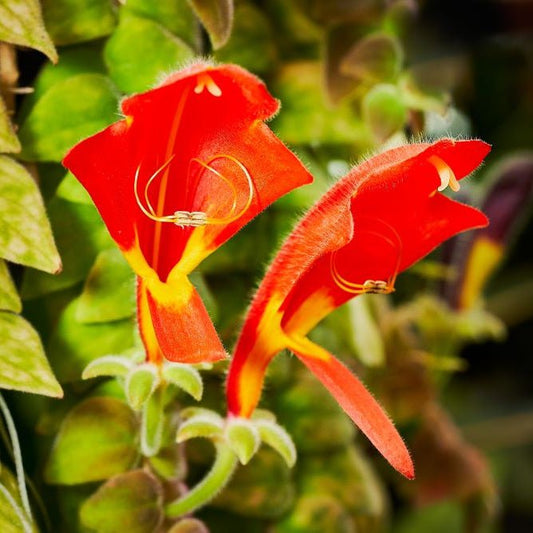 Goldfish Plant Variegated (Columnea hirta variegata) - Ladybird Nursery