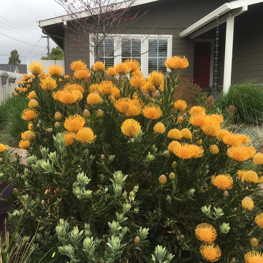 Leucospermum ‘Goldie’