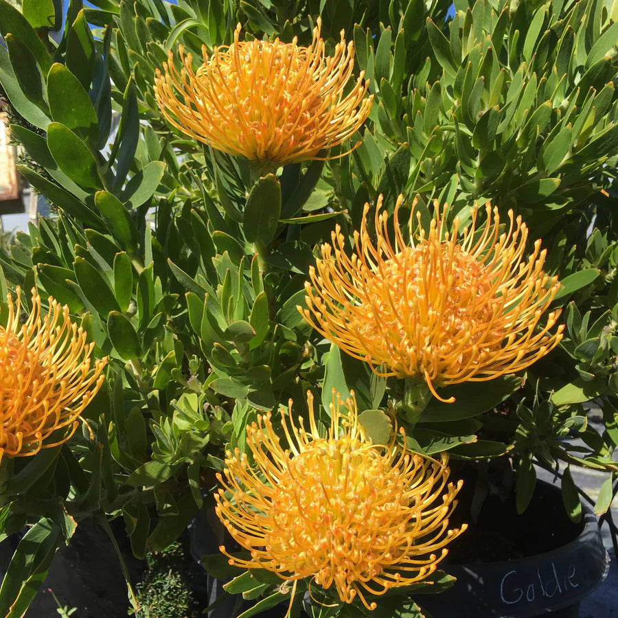 Leucospermum ‘Goldie’