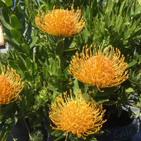 Leucospermum ‘Goldie’