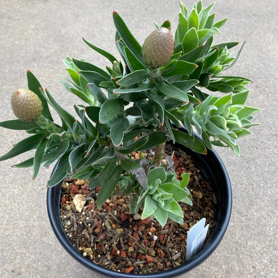Leucospermum ‘Goldie’