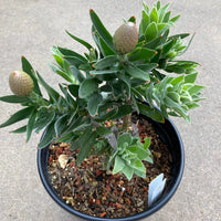 Leucospermum ‘Goldie’