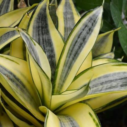 Snake Plant Hahnii 'Gold Line' (Sansevieria Trifasciata) - Ladybird Nursery