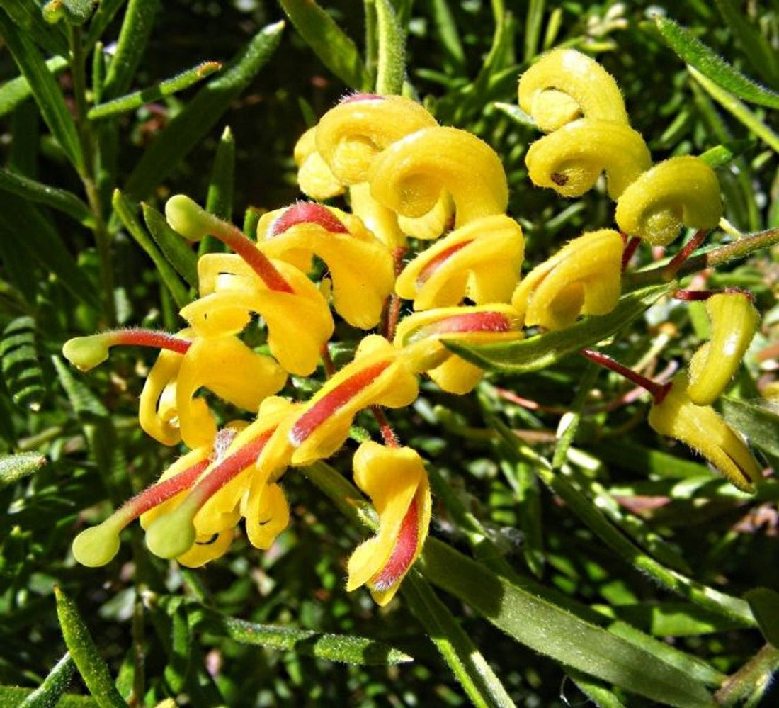Grevillea Gold Rush - Ladybird Nursery