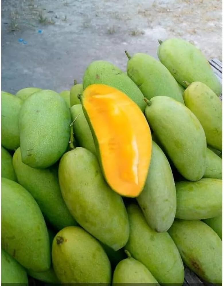 Mango 'Mangga Golek' grafted - Ladybird Nursery