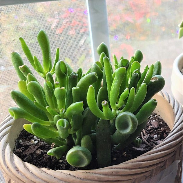 Crassula (Crassula Gollum) - Ladybird Nursery