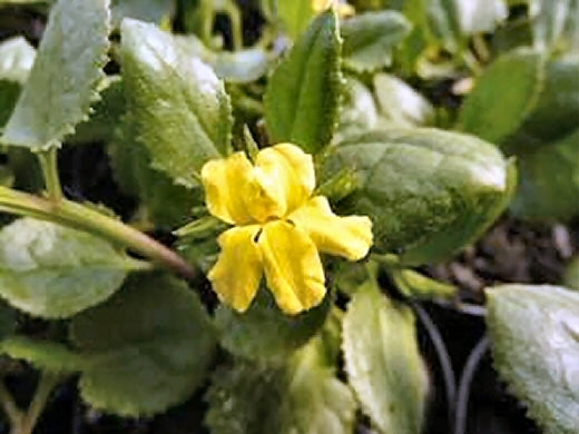 Prostrate (Goodenia ovata)