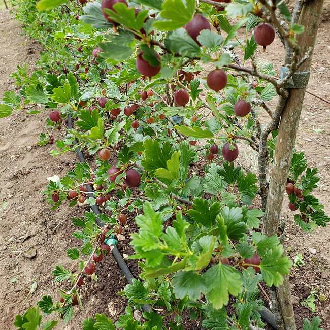 Gooseberry 'Captivator'