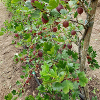 Gooseberry 'Captivator'
