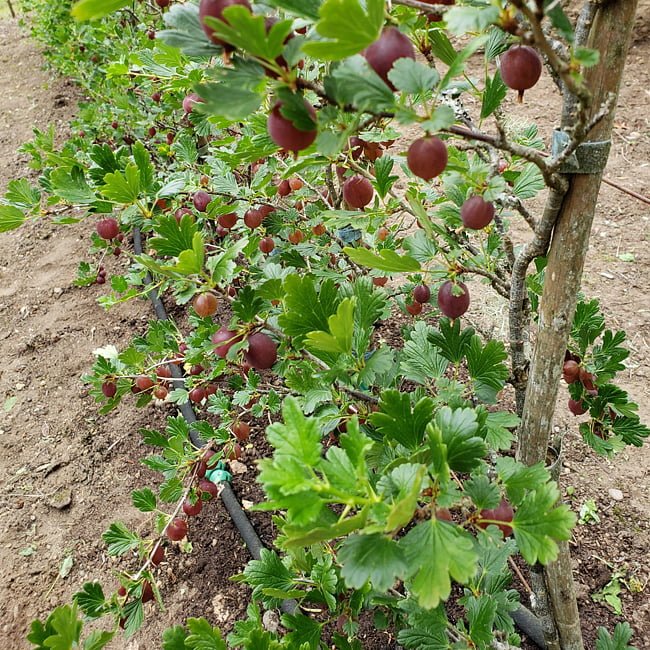 Gooseberry 'Captivator' - Ladybird Nursery