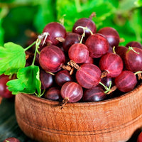Gooseberry 'Captivator'