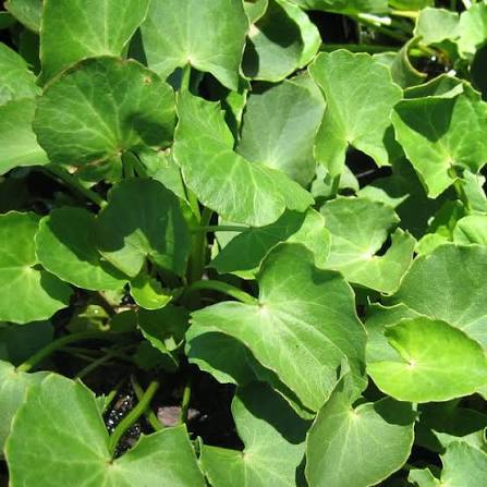 Gotu Kola (Centella asiatica)