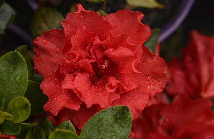 Azalea indica Goyet - Ladybird Nursery