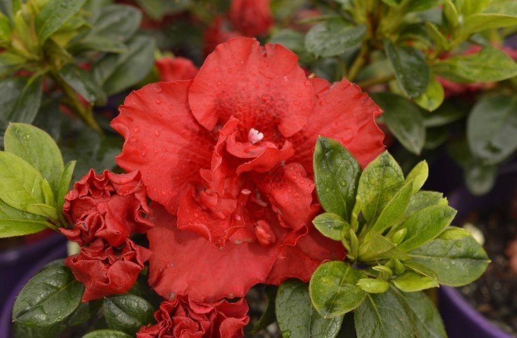 Azalea indica Goyet - Ladybird Nursery