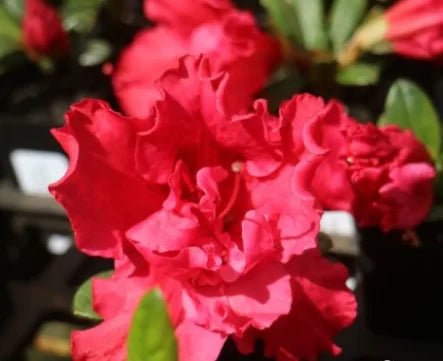 Azalea indica Goyet - Ladybird Nursery
