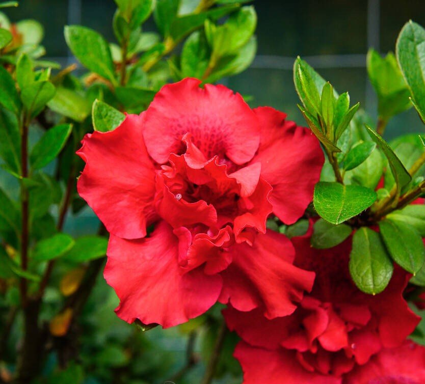 Azalea indica Goyet - Ladybird Nursery