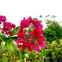 Bougainvillea Gloucester Royal (Bougainvillea glabra)