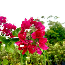 Bougainvillea Gloucester Royal (Bougainvillea glabra)