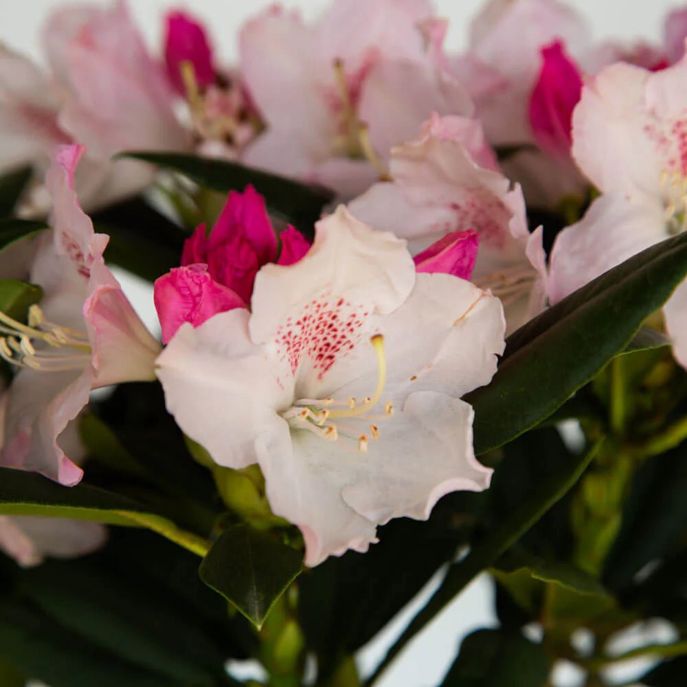 Rhododendron Grace - Ladybird Nursery
