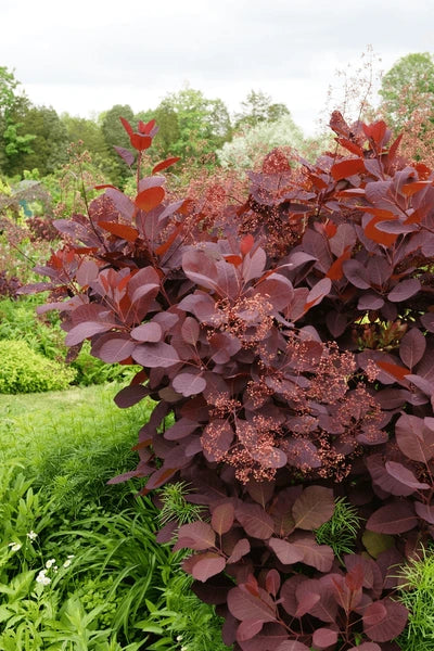 Smokebush x obovatus Flame (Cotinus coggygria)